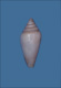 Click to see a larger version of this image (Conus fusiformis  Lamarck, 1810 Primary Type Image)