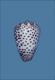 Click to see a larger version of this image
