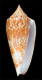 Click to see a larger version of this image (Conus neptunus futunaensis  Moolenbeek & Röckel, 1996 Primary Type Image)
