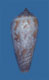 Click to see a larger version of this image (Conus gabrielii  Kiener, 1846 Primary Type Image)