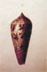 Click to see a larger version of this image (Conus gabrielii  Kiener, 1846 Original Figure Image)