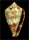 Click to see a larger version of this image (Conus damottai galeao  Rolán, 1990 Primary Type Image)