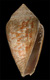 Click to see a larger version of this image (Conus galloprovincialis  Locard, 1886 Primary Type Image)