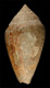 Click to see a larger version of this image (Conus galloprovincialis  Locard, 1886 Primary Type Image)