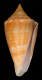 Click to see a larger version of this image (Conus garciai  da Motta, 1982 Primary Type Image)