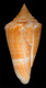 Click to see a larger version of this image (Conus garciai  da Motta, 1982 Primary Type Image)