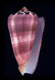 Click to see a larger version of this image