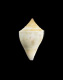 Click to see a larger version of this image (Conus gibsonsmithorum  Petuch, 1986 Primary Type Image)