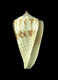 Click to see a larger version of this image (Conus gigasulcatus  Moolenbeek, Rockel and Bouchet, 2008 Primary Type Image)