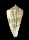 Click to see a larger version of this image (Conus gigasulcatus  Moolenbeek, Rockel and Bouchet, 2008 Primary Type Image)