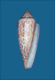 Click to see a larger version of this image (Conus gloria  Bosc, 1801 Primary Type Image)