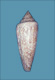 Click to see a larger version of this image (Conus gloria  Bosc, 1801 Primary Type Image)