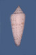 Click to see a larger version of this image (Conus gloriamaris  Hwass in Bruguière, 1792 Primary Type Image)