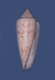 Click to see a larger version of this image (Conus gloriamaris  Hwass in Bruguière, 1792 Primary Type Image)