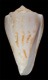 Click to see a larger version of this image (Conus goajira  Petuch, 1992 Primary Type Image)