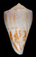 Click to see a larger version of this image (Conus goajira  Petuch, 1992 Primary Type Image)