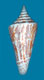 Click to see a larger version of this image (Conus gradatus  Reeve, 1843 Primary Type Image)