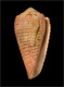 Click to see a larger version of this image (Conus granulatus  Linnaeus, 1758 Primary Type Image)