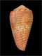 Click to see a larger version of this image (Conus granulatus  Linnaeus, 1758 Primary Type Image)