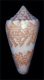 Click to see a larger version of this image