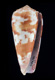 Click to see a larger version of this image (Conus gubernator  Hwass in Bruguière, 1792 Primary Type Image)