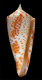 Click to see a larger version of this image (Conus (Fumiconus) guidopoppei  Raybaudi Massilia, G., 2005 Primary Type Image)