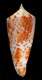 Click to see a larger version of this image (Conus (Fumiconus) guidopoppei  Raybaudi Massilia, G., 2005 Primary Type Image)