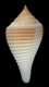 Click to see a larger version of this image (Conus guyanensis  Van Mol, 1973 Primary Type Image)