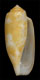 Click to see a larger version of this image (Conus halitropus  Bartsch & Rehder, 1943 Primary Type Image)