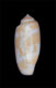 Click to see a larger version of this image (Conus halitropus  Bartsch & Rehder, 1943 Primary Type Image)