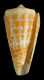 Click to see a larger version of this image (Conus harlandi  Petuch, 1987 Primary Type Image)