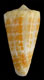 Click to see a larger version of this image (Conus harlandi  Petuch, 1987 Primary Type Image)