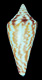 Click to see a larger version of this image (Conus recurvus helenae  Schwengel, 1955 Primary Type Image)