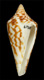 Click to see a larger version of this image (Conus recurvus helenae  Schwengel, 1955 Primary Type Image)