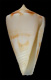 Click to see a larger version of this image (Conus hennequini  Petuch, 1992 Primary Type Image)