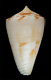 Click to see a larger version of this image (Conus hennequini  Petuch, 1992 Primary Type Image)