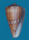 Click to see a larger version of this image (Conus henoquei  Bernardi, 1860 Primary Type Image)