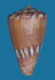 Click to see a larger version of this image (Conus henoquei  Bernardi, 1860 Primary Type Image)