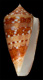 Click to see a larger version of this image (Conus hereditarius  da Motta, 1987 Primary Type Image)