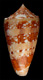 Click to see a larger version of this image (Conus hereditarius  da Motta, 1987 Primary Type Image)