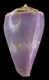 Click to see a larger version of this image (Conus hilli  Petuch, 1990 Primary Type Image)