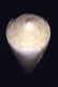 Click to see a larger version of this image (Conus honkeri  Petuch, 1988 Primary Type Image)