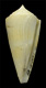 Click to see a larger version of this image (Conus honkeri  Petuch, 1988 Primary Type Image)