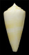 Click to see a larger version of this image (Conus honkeri  Petuch, 1988 Primary Type Image)