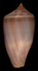 Click to see a larger version of this image (Conus huberorum  da Motta, 1989 Primary Type Image)