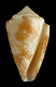 Click to see a larger version of this image (Conus iansa  Petuch, 1979 Primary Type Image)