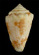 Click to see a larger version of this image (Conus iansa  Petuch, 1979 Primary Type Image)