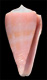 Click to see a larger version of this image (Conus ignotus  Cargile, 1998 Primary Type Image)