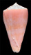 Click to see a larger version of this image (Conus ignotus  Cargile, 1998 Primary Type Image)