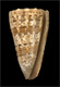 Click to see a larger version of this image (Conus imperialis  Linnaeus, 1758 Primary Type Image)